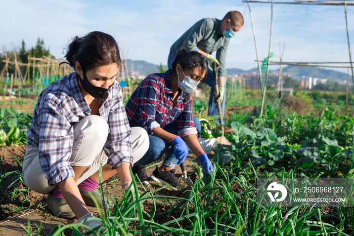 Two women in protective face masks working together in vegetable garden in spring. Concept of protec