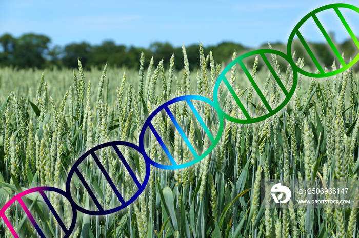 genome editing or genetic engineering dna helix over wheat field crop