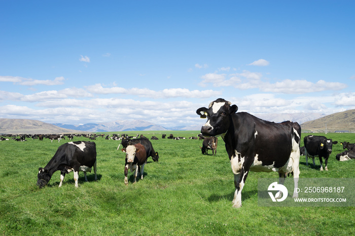 pasture with animals in summer sunny day in New Zealand