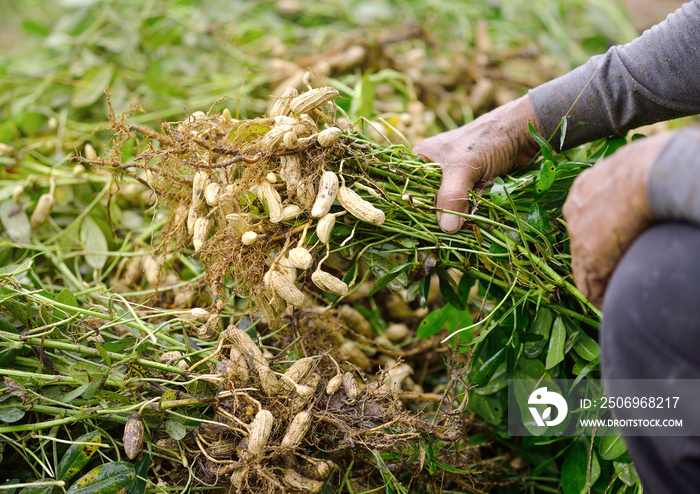 farmer harvest peanut on agriculture plantation