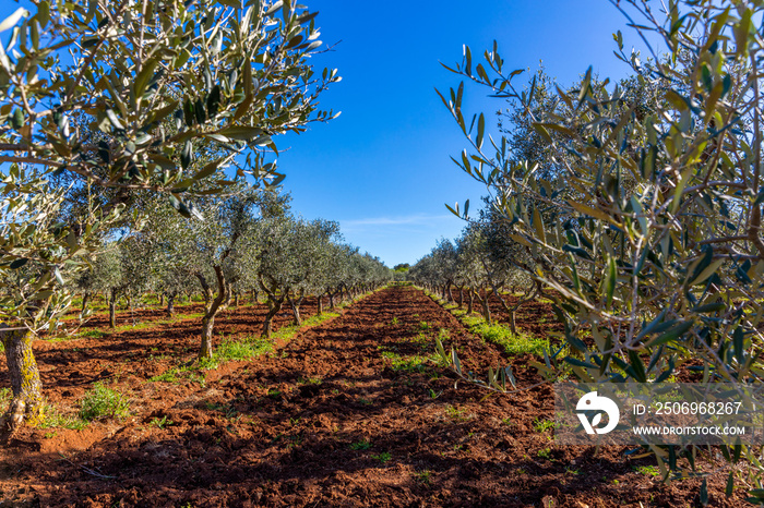 Olivenbaumplantage in Italien