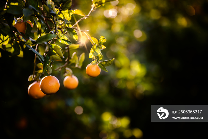Ripe oranges loaded with vitamins hung from the orange tree in a plantation at sunset with sunbeams 