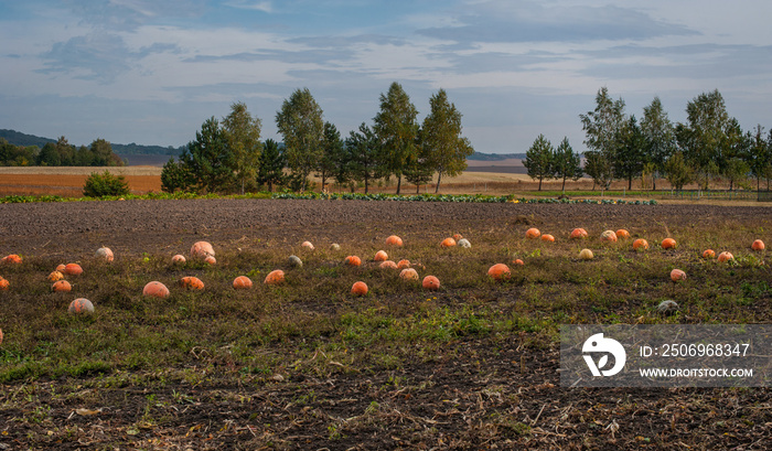 南瓜散落在地里。村里的南瓜在秋天收割