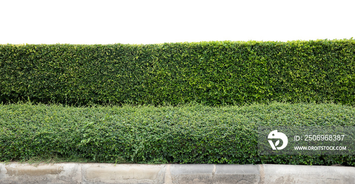 Green hedge or Green Leaves Wall on isolated,Objects with Clipping Paths