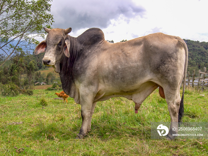 哥伦比亚中部阿卡布科镇附近农场的一头斑马站在田野上的肖像