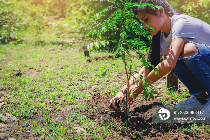 Woman’s hands planting the tree, holding soil for tree plant. Environment and ecology concept