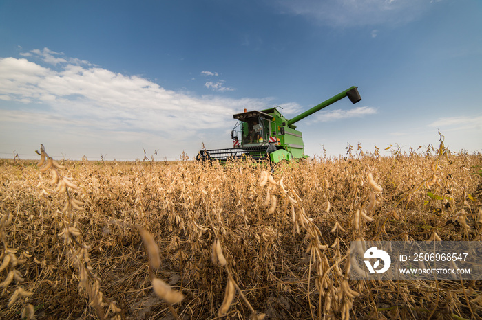 Harvesting of soybean field