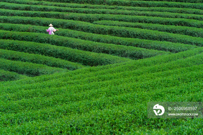 茶园里采摘茶叶的茶工