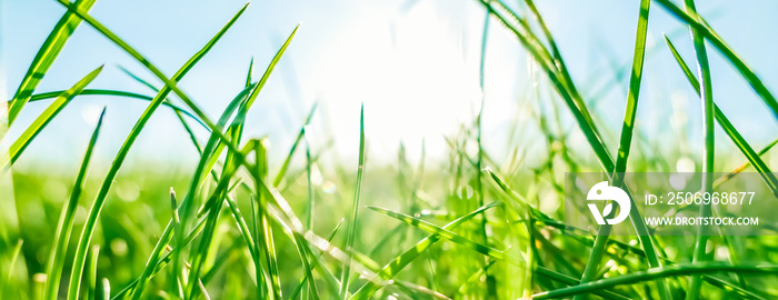 Fresh grass and sunny blue sky on a green field at sunrise, nature of countryside