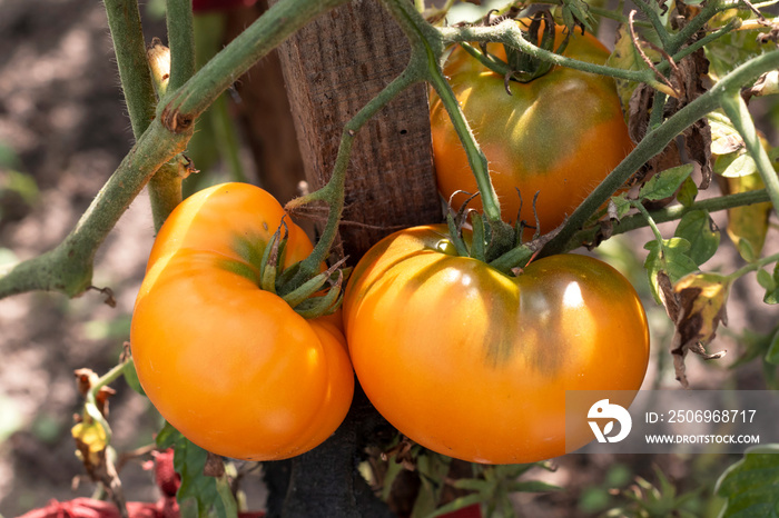 Tomatoes growing on branch in garden.