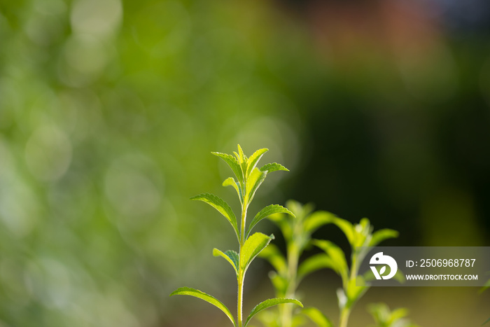 甜菊植物、健康甜味剂和糖的天然替代品。选择性关注年轻茂盛的绿色