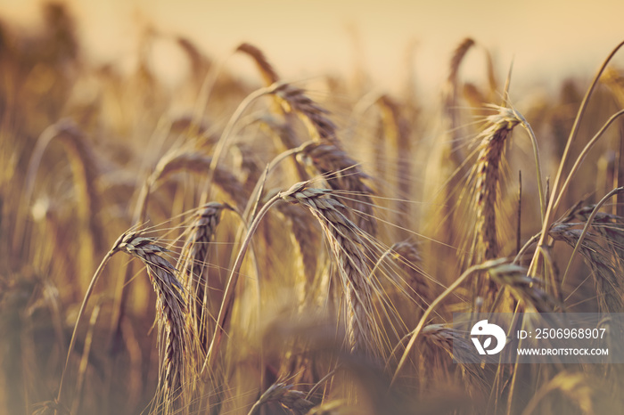 Soft focus on wheat field in late afternoon - early evening