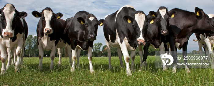 荷兰草地上的奶牛。农业。农业。荷兰。全景。好奇的奶牛。