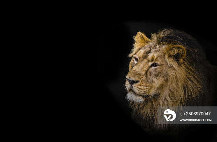 狮子，一只成年狮子的头部镜头。万兽之王。