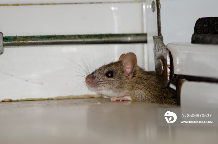 Black rat Rattus rattus in a kitchen. Cruz de Pajonales. Inagua. Tejeda. Gran Canaria. Canary Island