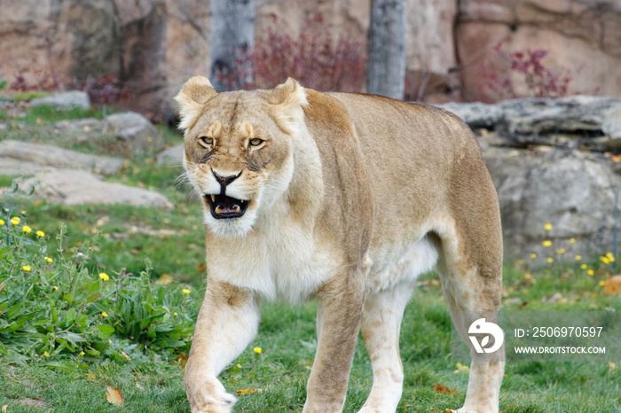 Lionne qui avance dans son enclos en rugissant la gueule ouverte