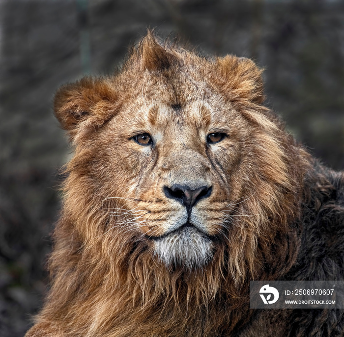 Asian lion male. Latin name - Panthera leo persica