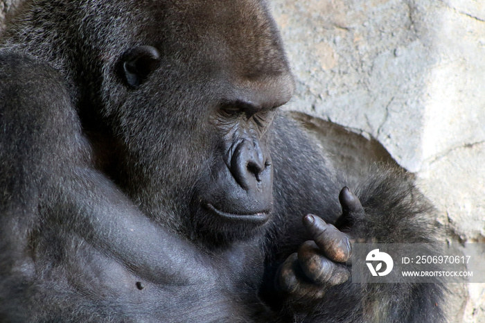 Closeup of a gorilla male looking at his hand