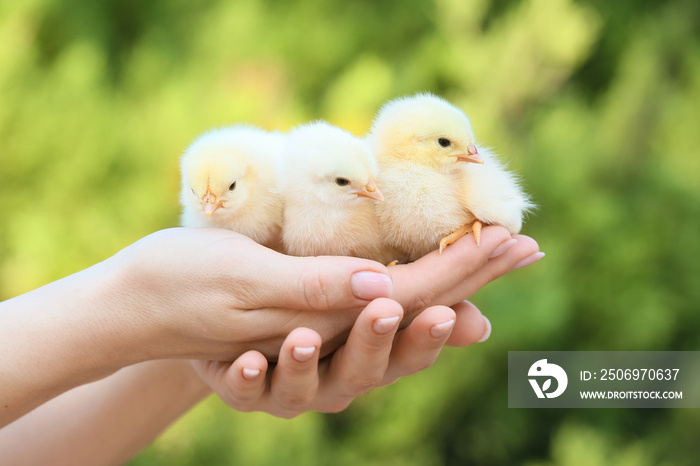 Woman with cute chicks outdoors