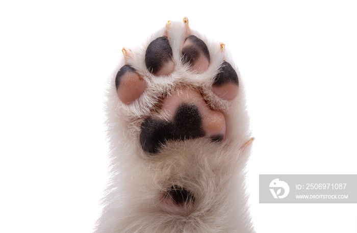 puppy paw isolated