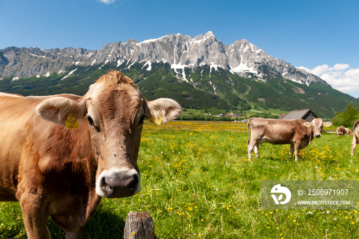 Weide mit Kuh im Ennstal, Austria, Österreich, Steiermark