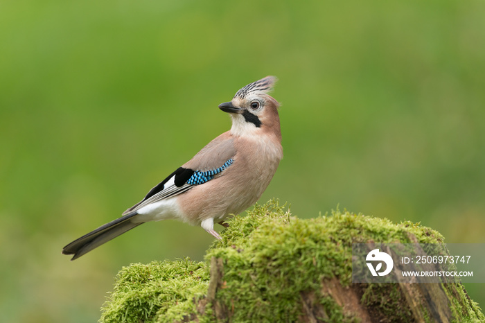 Eichelhäher, Eurasian jay, Garrulus glandarius