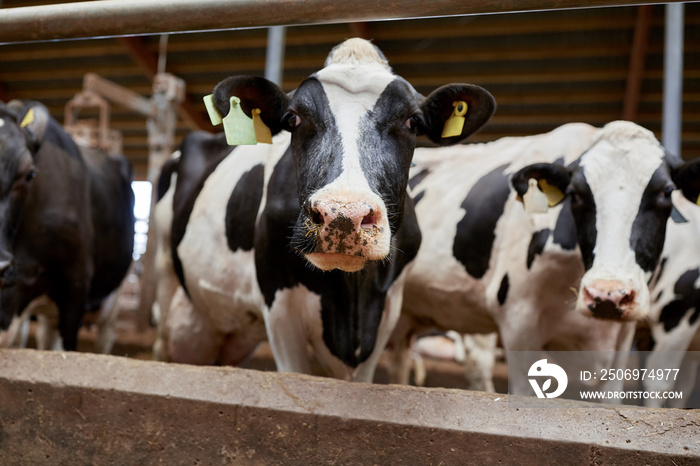 herd of cows in cowshed on dairy farm