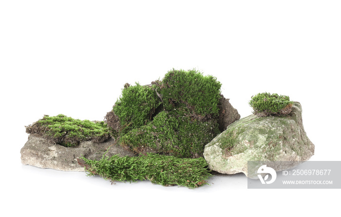 Green moss with rocks isolated on white background