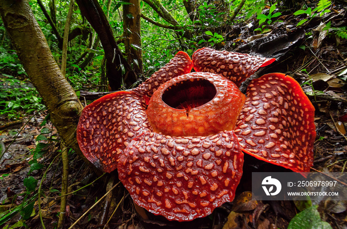 Rafflesia