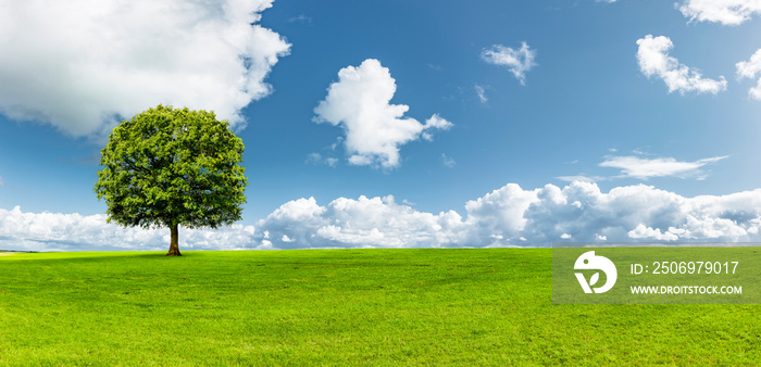 Baum auf einer Grünen Wiese