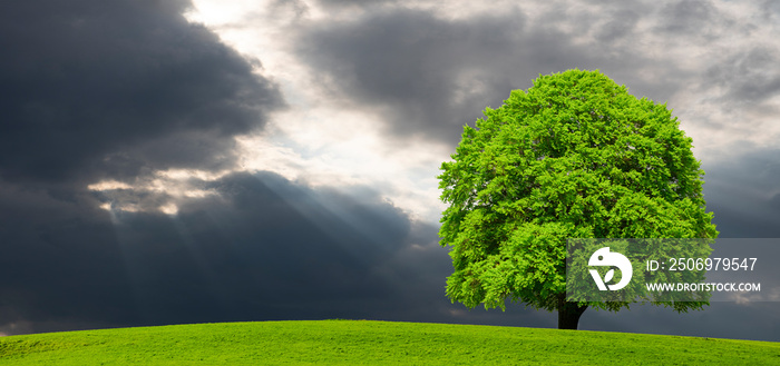 Buche als Einzelbaum mit perfekter Baumkrone auf Hügel mit dramatischen Wolken