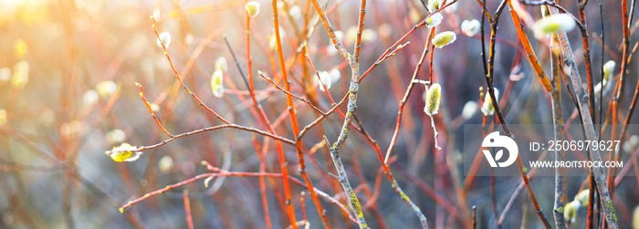 Young willow tree branch close-up. Golden sunset light blurred in bokeh. Natural pattern. Panoramic 