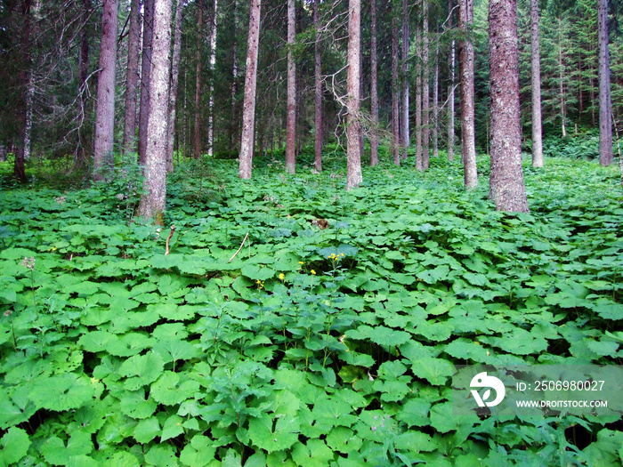 Large natural fields of butterbur along the stream Valünerbach (Valunerbach or Valuenerbach) and in 