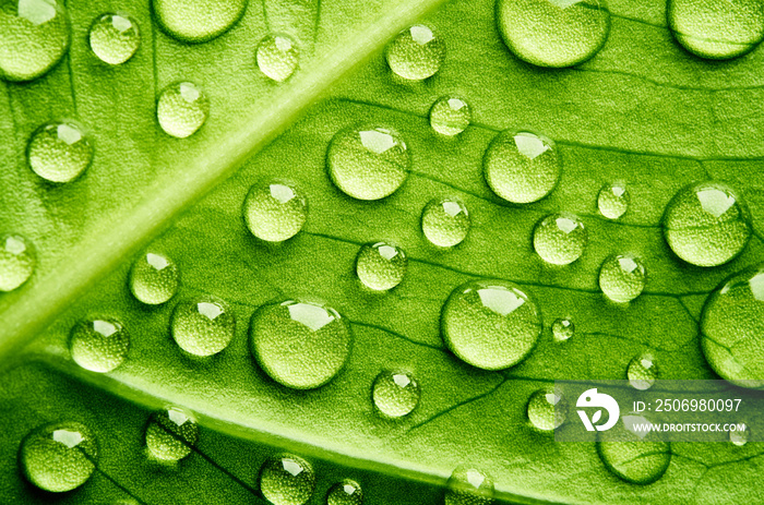 Green leaf with drops of water