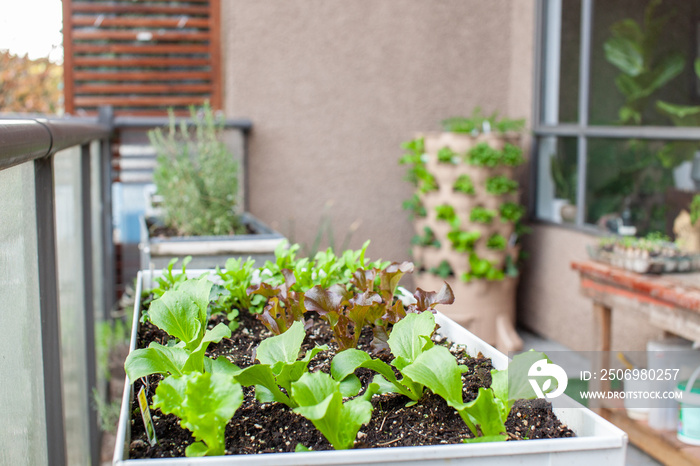 An apartment patio garden, with small lettuces in a planter and a tower garden with a compost column