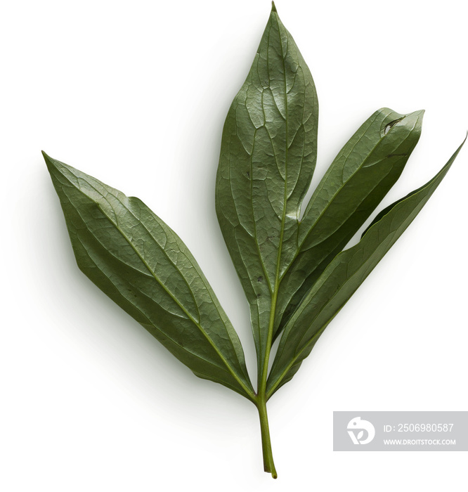 Peony Leaves