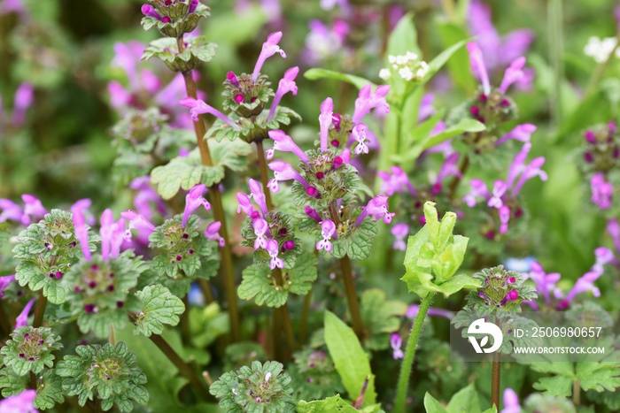 Henbit deadnettle  is a weed with flowers in spring.