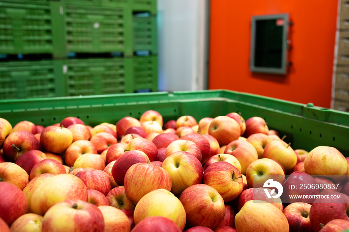 Apple fruit waiting to be moved into cold storage in food processing factory.