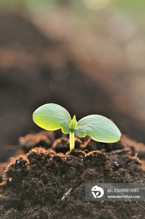 土壤中的幼苗。种植幼苗。园艺和农业。种植幼苗，种植生物有机物