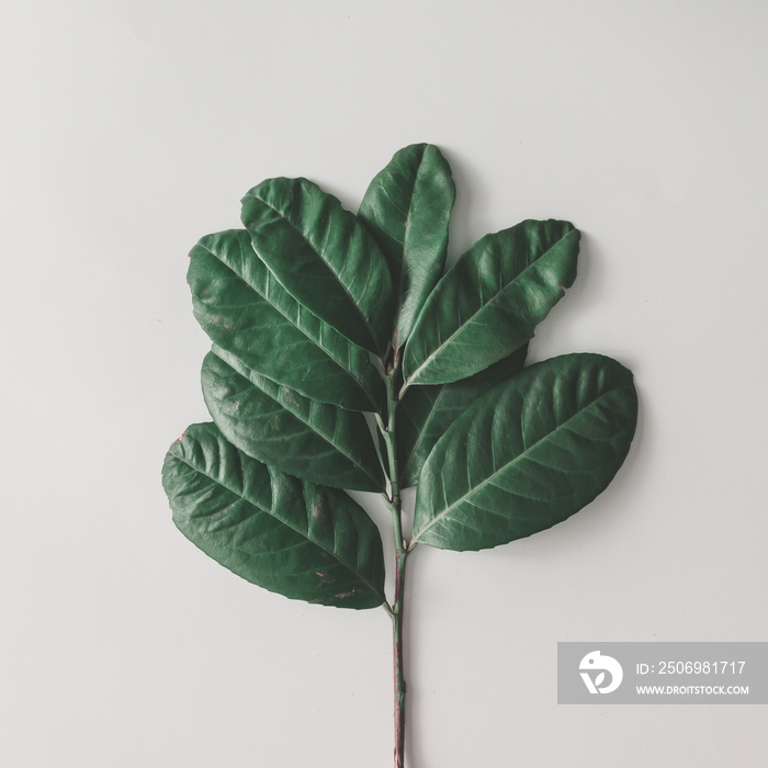 Creative minimal arrangement of leaves on bright white background. Flat lay. Nature concept.