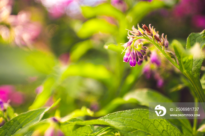 紫草-药用植物Symphytum officinale