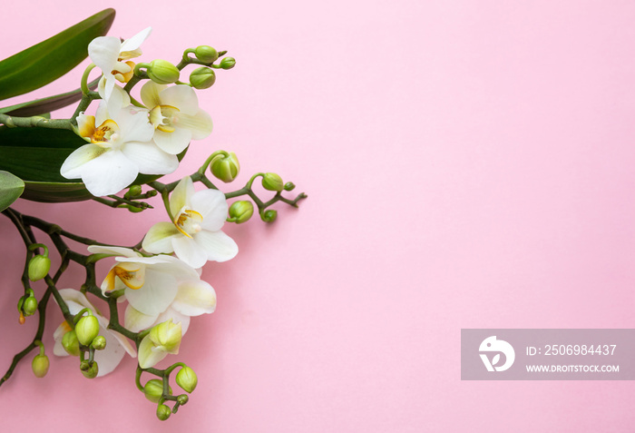 Springtime, easter. White color orchids on pink background, top view, copy space