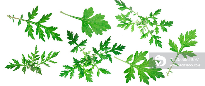 Common mugwort (Artemisia vulgaris) isolated against a white background