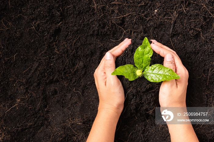 一位妇女的手在堆肥肥沃的黑色土壤上种植绿色小植物，并培育树木。