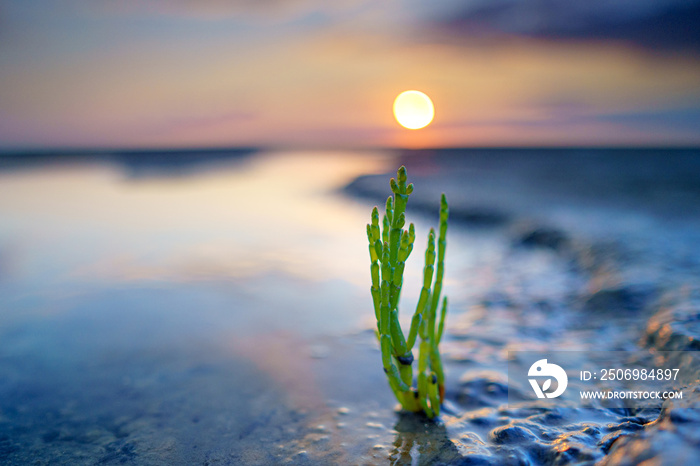 生长在盐沼、海滩和红树林中的海蓬属可食用植物