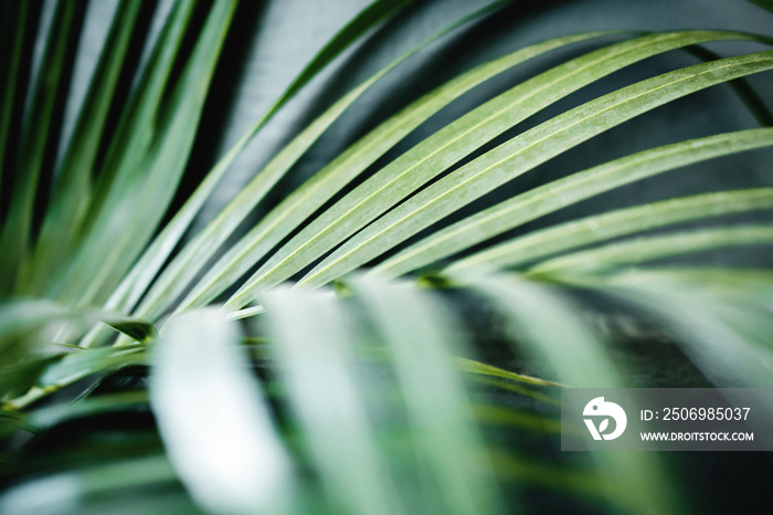 Areca Palm Leaf in Summer Light. Close up of Foliage. Tropical Botanical Tree. Selective Focus