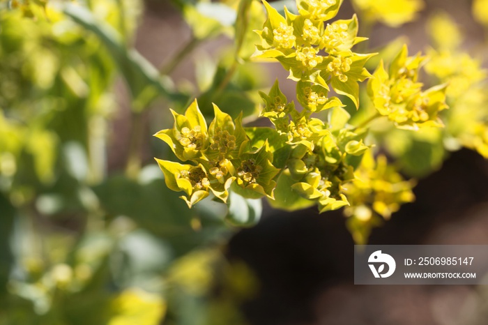 Flower of a narrow-leaved thorough-wax, Bupleurum rotundifolium.