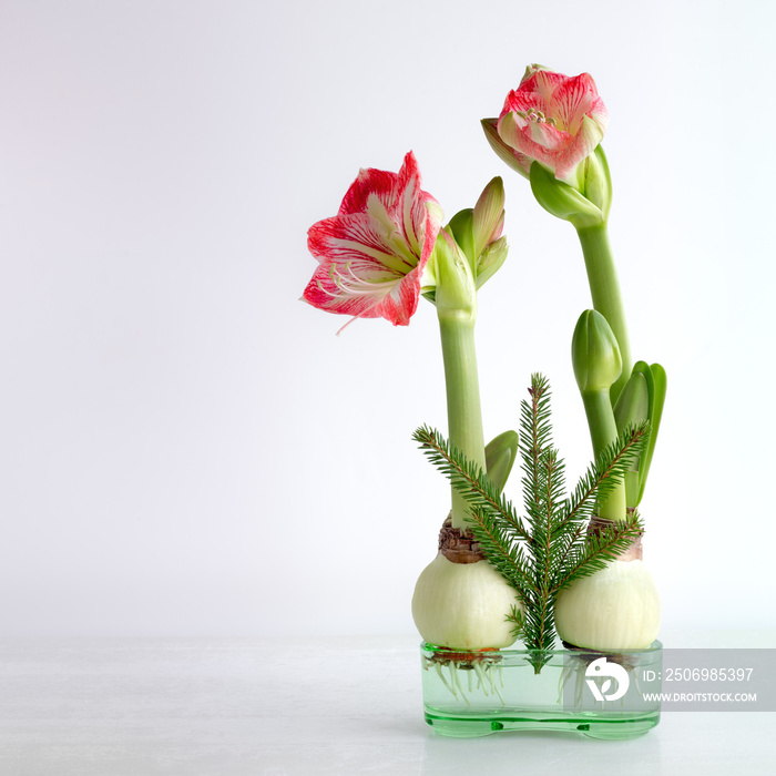 Christmas decoration of Amaryllis growing in water and fir tree branch.