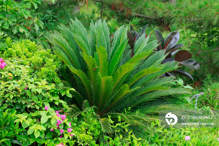 Cycas revoluta