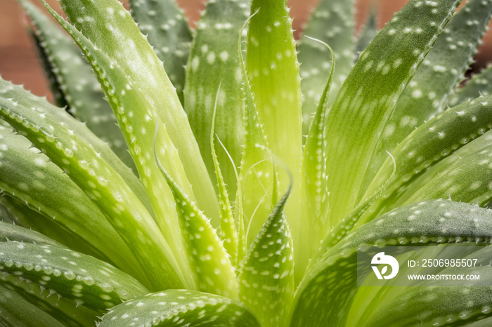 绿色芦荟植物摘要